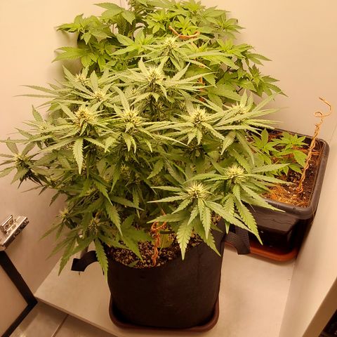 Canna Blue Dragon Auto  growlog timeline photo