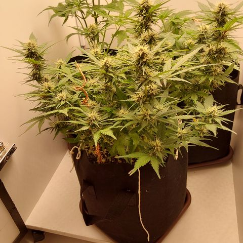 Canna Blue Dragon Auto  growlog timeline photo