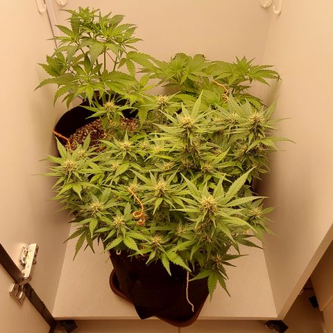Harlequin CBD growlog photo: Ela ao fundo, na direita 
