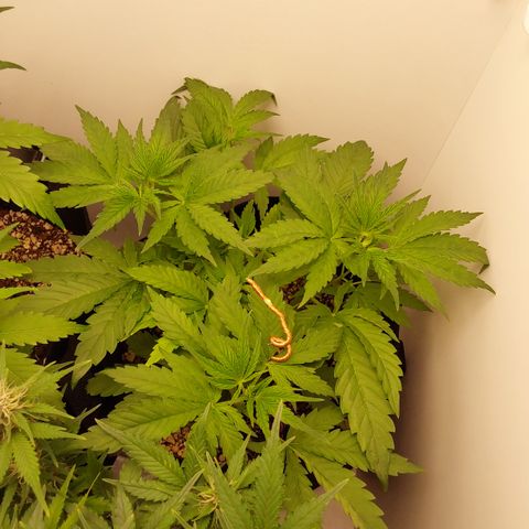 Harlequin CBD growlog photo: Ela ao fundo, na direita 
