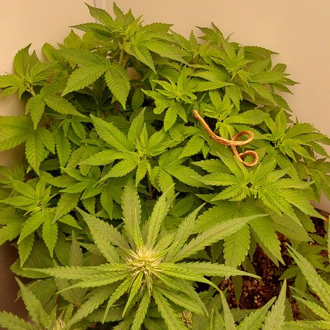 Jake 47 mãe  growlog timeline photo