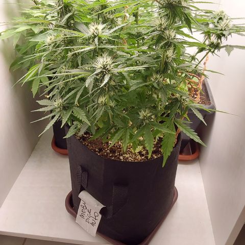 Moby Dick Auto growlog timeline photo