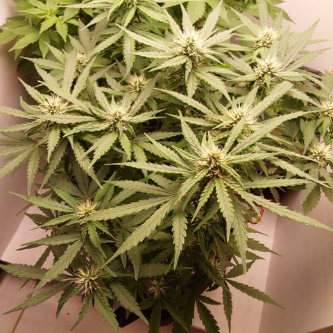 Moby Dick Auto growlog timeline photo