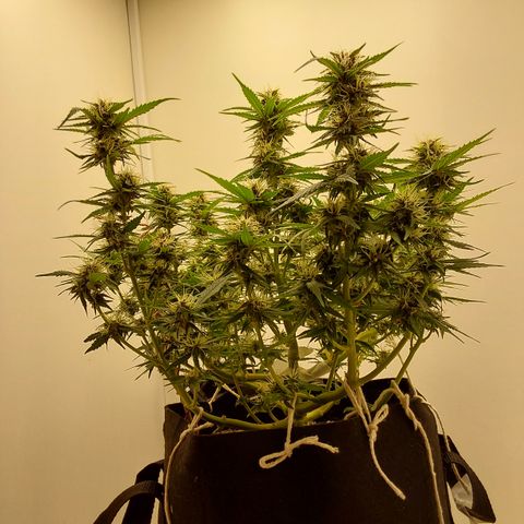 Canna Blue Dragon Auto  growlog timeline photo