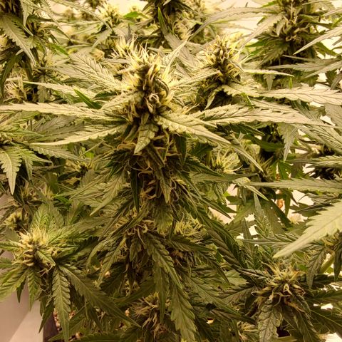 Canna Blue Dragon Auto  growlog timeline photo
