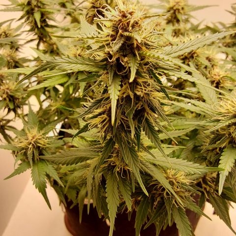 Canna Blue Dragon Auto  growlog timeline photo