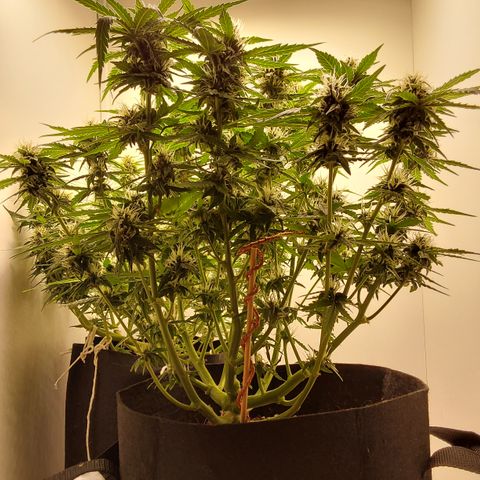 Canna Blue Dragon Auto  growlog timeline photo