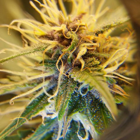 Canna Blue Dragon Auto  growlog timeline photo