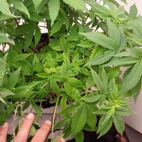 Jake 47 mãe  growlog timeline photo