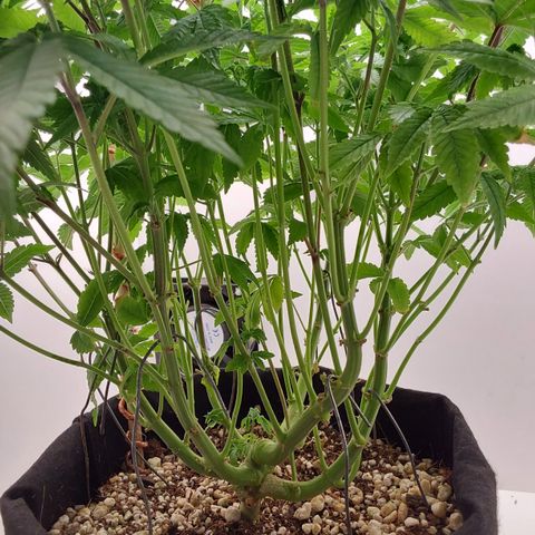 Jake 47 mãe  growlog timeline photo