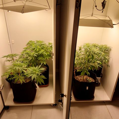 Harlequin CBD growlog timeline photo