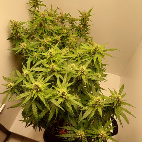 Moby Dick Auto growlog timeline photo