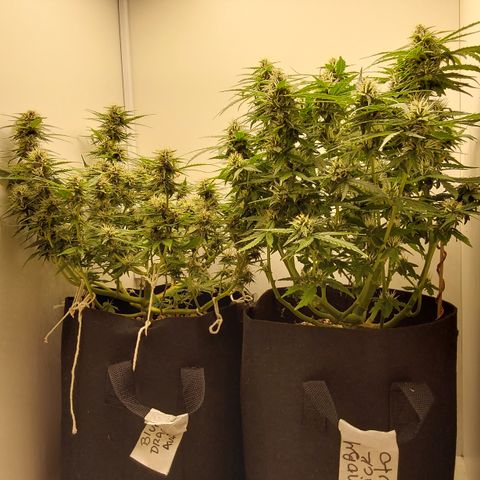 Moby Dick Auto growlog timeline photo