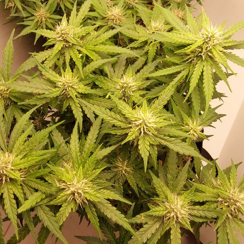 Moby Dick Auto growlog timeline photo