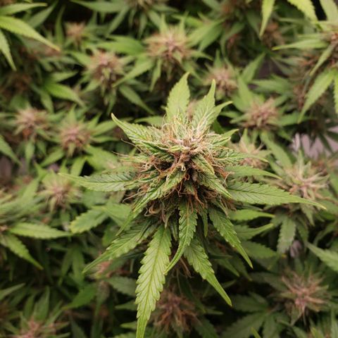 Canna Blue Dragon Auto  growlog timeline photo