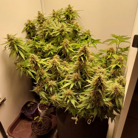 Canna Blue Dragon Auto  growlog timeline photo