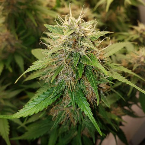 Canna Blue Dragon Auto  growlog timeline photo