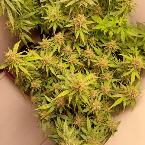 Canna Blue Dragon Auto  growlog timeline photo