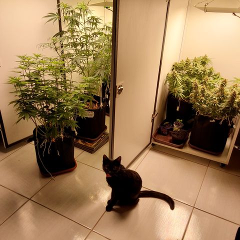 Canna Blue Dragon Auto  growlog timeline photo