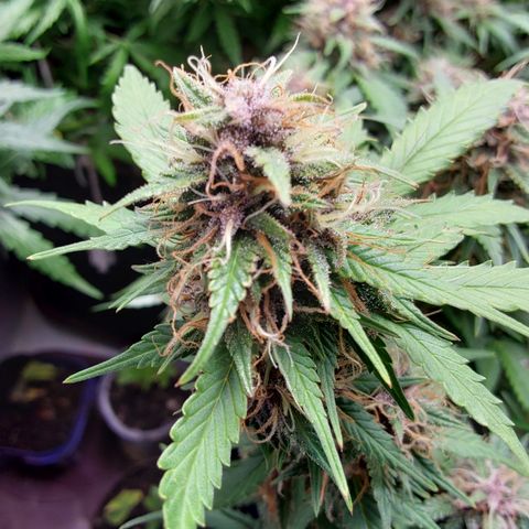 Canna Blue Dragon Auto  growlog timeline photo