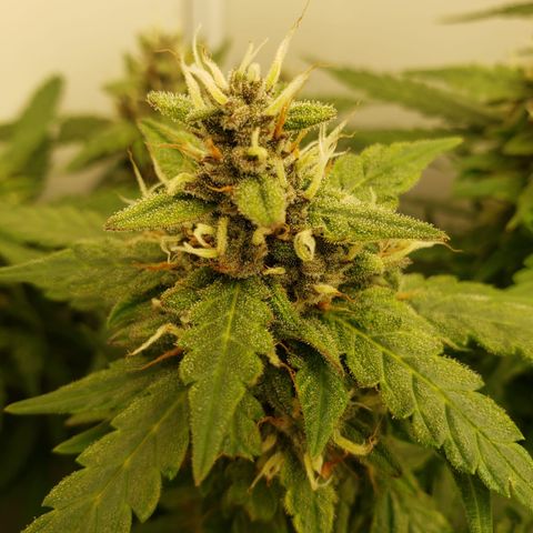 Moby Dick Auto growlog timeline photo