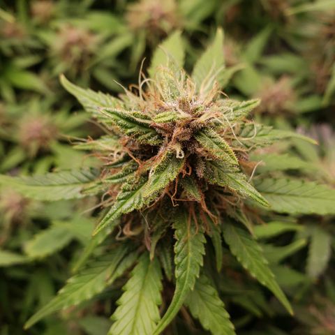 Canna Blue Dragon Auto  growlog timeline photo