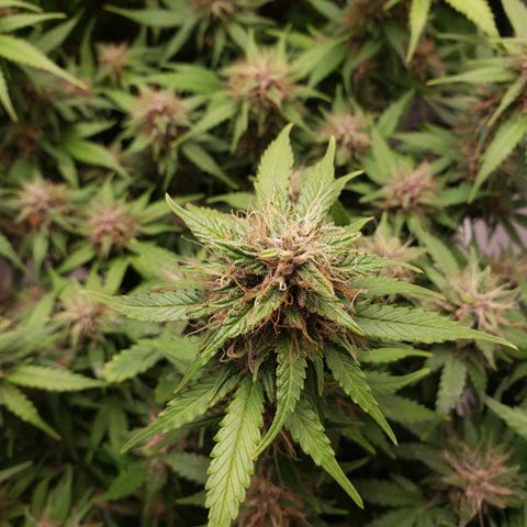 Canna Blue Dragon Auto  growlog timeline photo