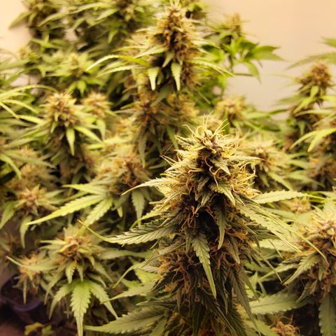 Canna Blue Dragon Auto  growlog timeline photo