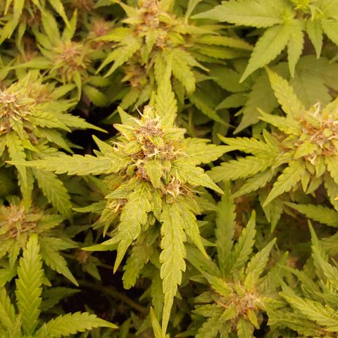 Moby Dick Auto growlog timeline photo