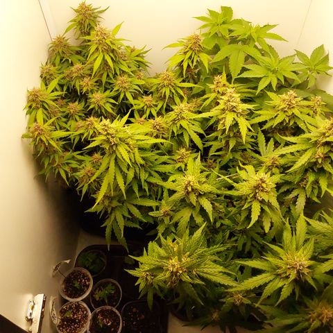 Moby Dick Auto growlog timeline photo