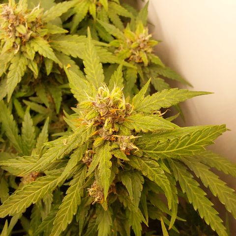 Moby Dick Auto growlog timeline photo