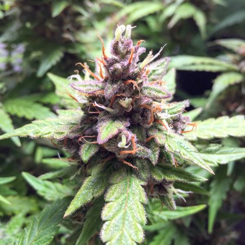 Moby Dick Auto growlog photo: Temperatura caiu bem e a Moby Dick roxeou 