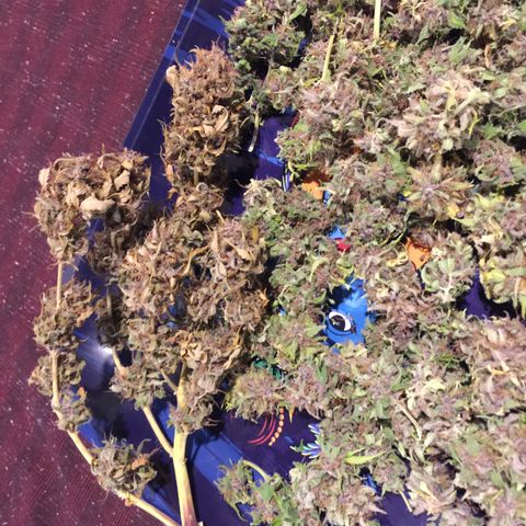 Canna Blue Dragon Auto  growlog timeline photo