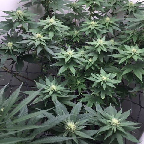 Jake 47 mãe  growlog timeline photo