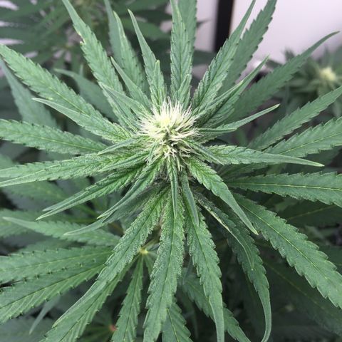 Harlequin CBD growlog timeline photo
