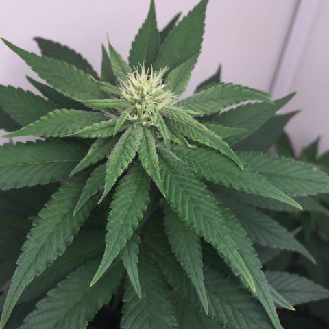Harlequin CBD growlog timeline photo