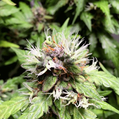 Moby Dick Auto growlog timeline photo