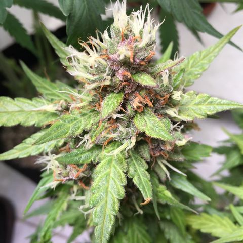Moby Dick Auto growlog timeline photo
