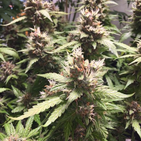 Moby Dick Auto growlog timeline photo