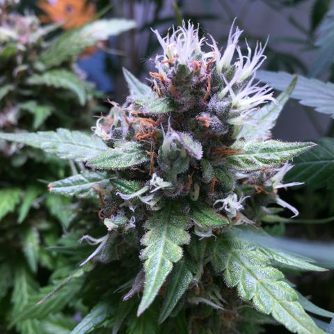 Moby Dick Auto growlog timeline photo