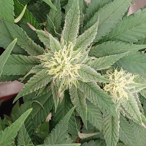 Jake 47 mãe  growlog timeline photo