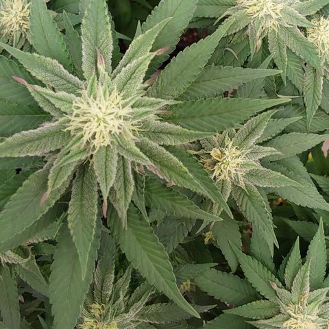 Jake 47 mãe  growlog timeline photo