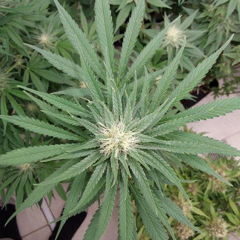 Harlequin CBD growlog timeline photo
