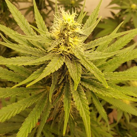Harlequin CBD growlog timeline photo
