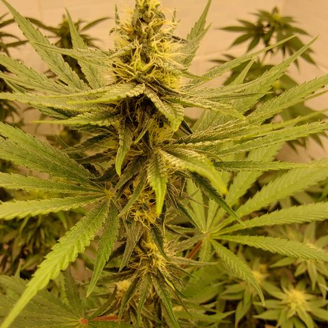Harlequin CBD growlog timeline photo