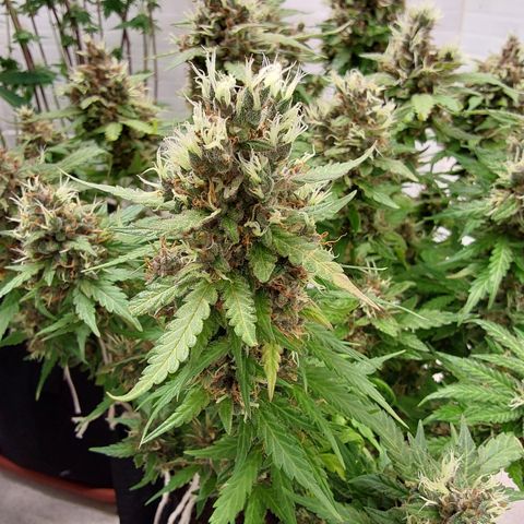 Moby Dick Auto growlog timeline photo
