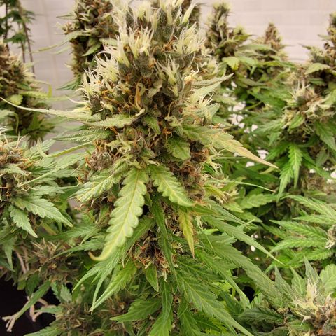 Moby Dick Auto growlog timeline photo