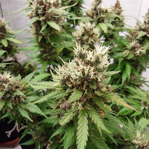 Moby Dick Auto growlog timeline photo