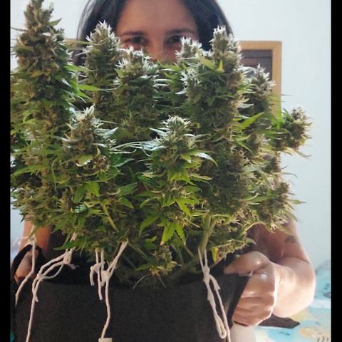 Moby Dick Auto growlog timeline photo