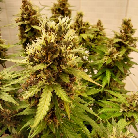 Moby Dick Auto growlog timeline photo